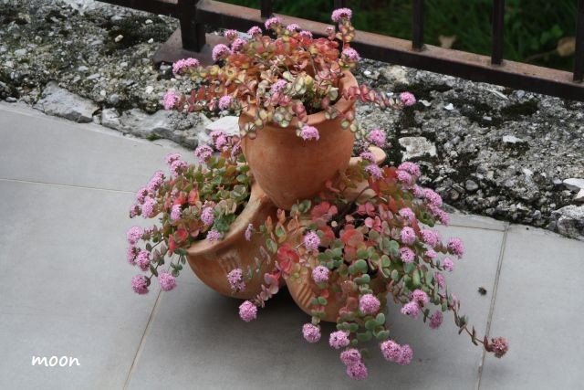sedum sieboldi